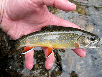 Brook store trout images